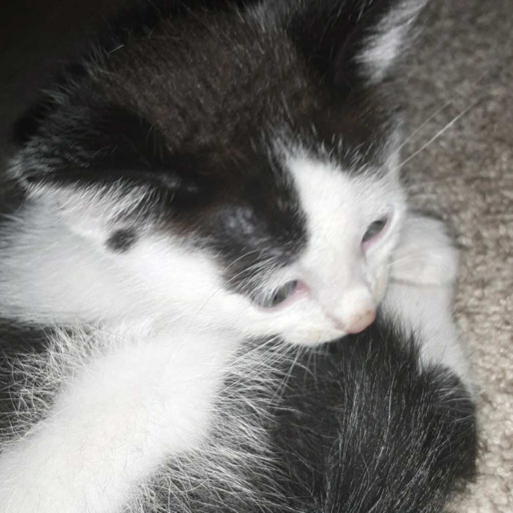 Meet your Posher, Kylee